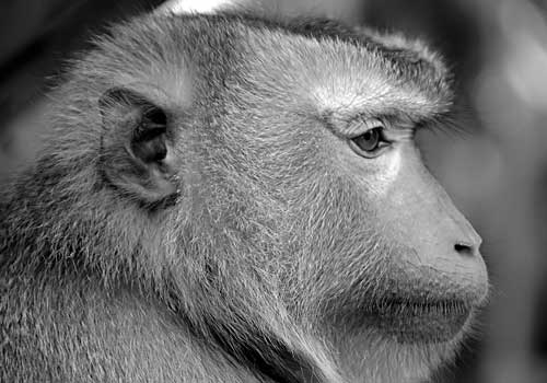 Albert Scimmia Astronauta