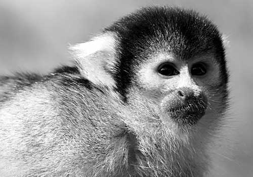 Gordo Scimmia Astronauta