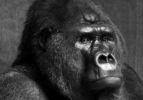 King Kong Scimmia Star del Cinema