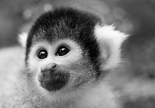 Miss Baker Scimmia Astronauta